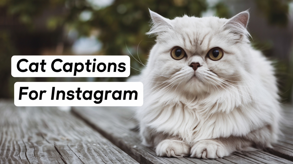 Instagram Facebook Captions ideas for your cats or pets